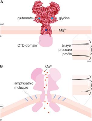 Remembering Mechanosensitivity of NMDA Receptors